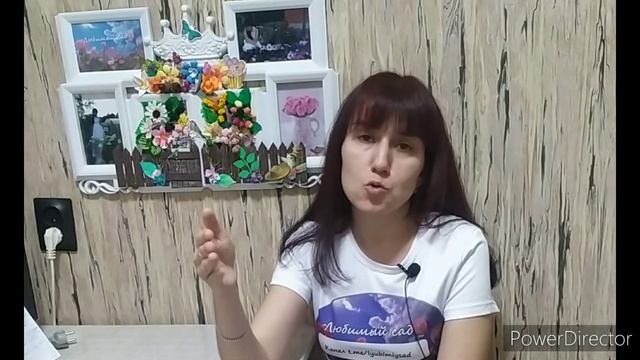 О выращивании баклажанов