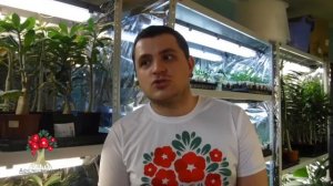 Вредители адениумов и плюмерий.  Адениумы с бутонами из личной коллекции