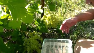 Обработка однополых сортов гиббереллином