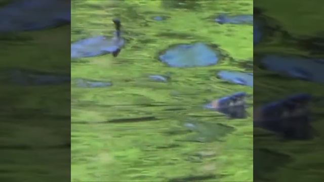 Кожа змеи обнаружена на природной территории Москвы смотреть онлайн