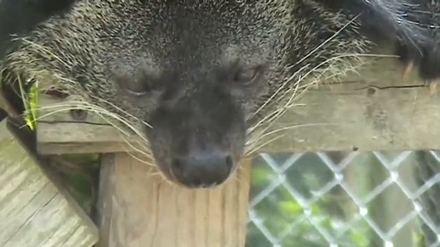 El Grande Binturong смотреть онлайн