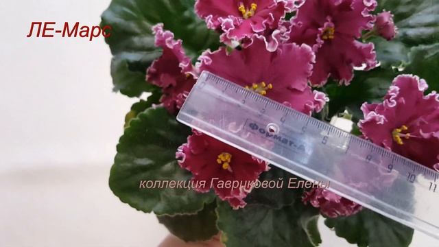 Фиалка ЛЕ-Марс смотреть онлайн