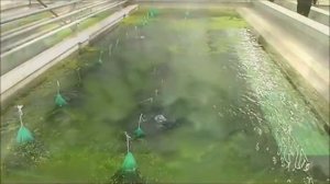 АКВАКУЛЬТУРА В КНДР / AQUACULTURE IN NORTH KOREA