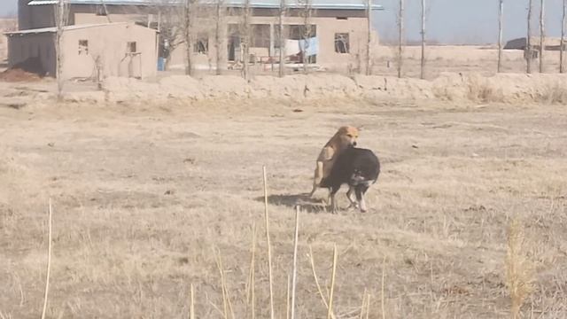 Itlar jangi смотреть онлайн