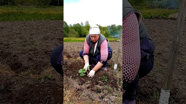 МАЛЕНЬКАЯ лунка для ГИГАНСКОЙ капусты.