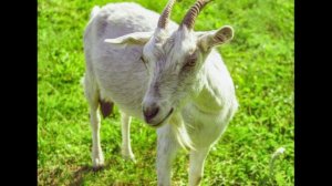 Китайский гороскоп по древней книге. Лошадь, Коза и Обезьяна