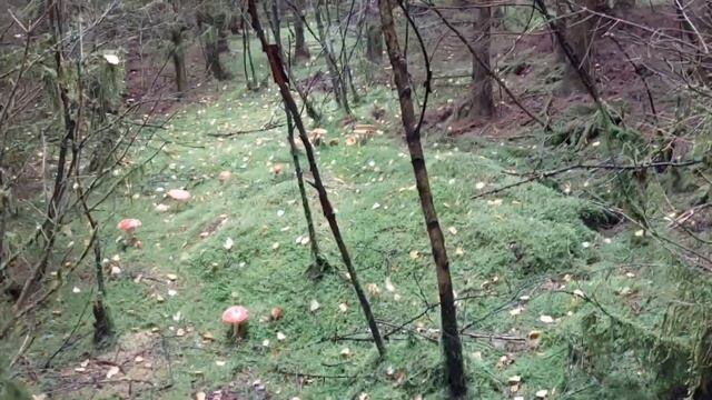 Осінь. Білі гриби 12 кг, хвойний ліс, гори, дощ, мряка, туман і купа радості. Boletus, белые грибы смотреть онлайн