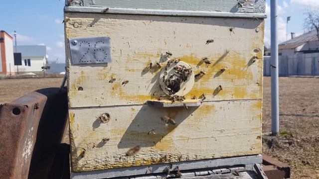 Облёт и мои эксперименты зимовки смотреть онлайн