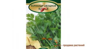 Кориандр овощной Карибе (coriandrum sativum karibe) ? обзор: как сажать, семена кориандра Карибе