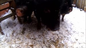 Вислобрюхие вьетнамские свиньи или большие белые свиньи