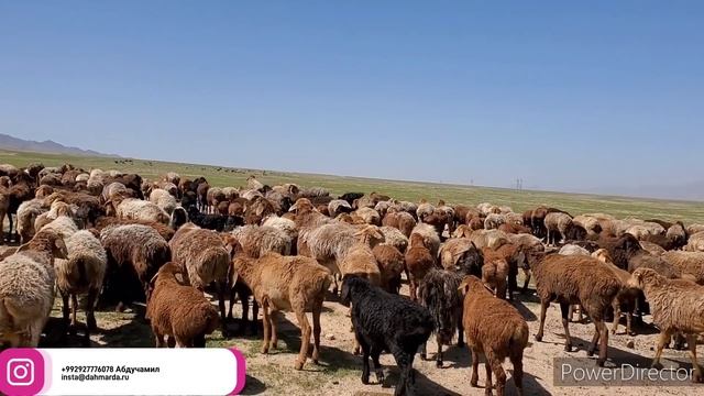 Рекордные ягнята гузнской породы дахмарда Махмадсобира из селения Гузн, Матчинского района смотреть онлайн