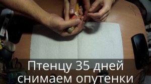 Как вылечить шпагат у птенца попугая