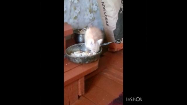 ? сыто живём , едим за двоих #котик #котёноквдоме #счастливоедетство