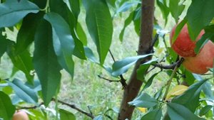Нектарин Фантазия Nectarine Fantasia - классический нектарин старой формации