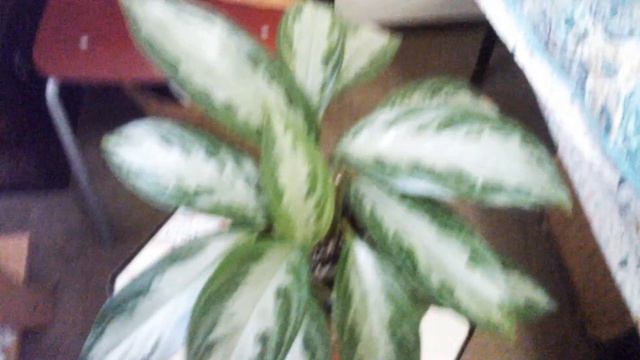 SILVER BAY AGLAONEMA ?