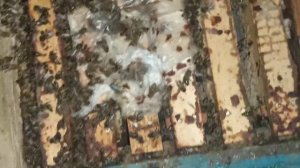 Гибель пчёл. 7 марта подкормка пчёл мёдом. Осмотр пчёл зимой в зимовнике. Московская область.