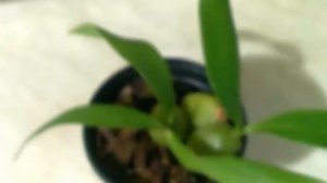 Запасные почки симподиальных орхидей. Где их искать?