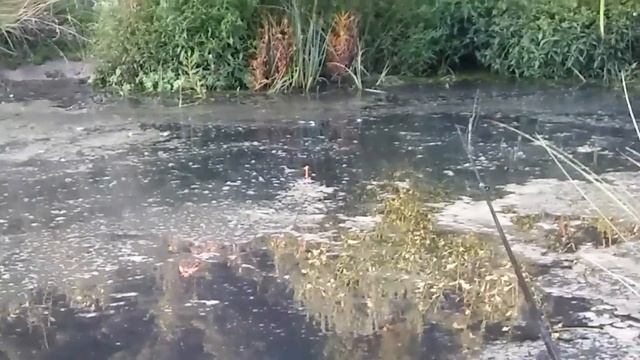 Поплавок| Ловля карася на заболоченной речушке| Гродно