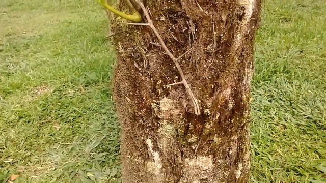 Falando sobre xaxim смотреть онлайн