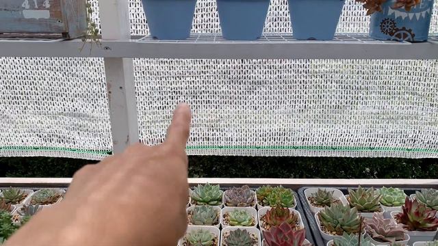 [#29]Checking my plants/Sunburn😢 #Succulent by MokaMoka смотреть онлайн