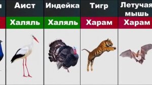 Халяль и харам мясо животных в исламе