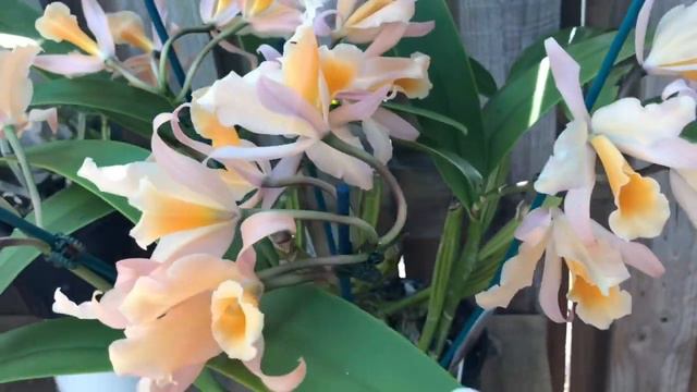 Орхидеи в Сентябре 2019 Что цветёт 😍 Cattleya loddigesii и многие другие смотреть онлайн