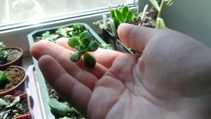 Пересаживаем листики суккулентов с детками, суккуленты #суккуленты #succulents #эхеверия