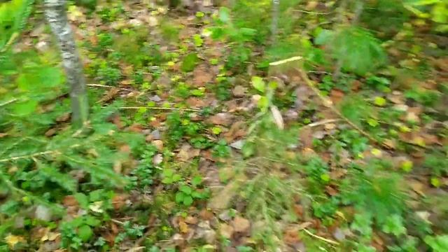 В ЛЕС за ГРИБАМИ.Подосиновики и белые грибы в осеннем лесу#грибалка#mushrooms#тихаяохота#сборгрибов