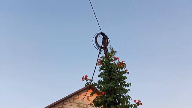 ПавловнииПетунии Вечерний ПоливВоспоминания из Счастливого Детства :-