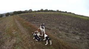 Щенки эстонской гончей