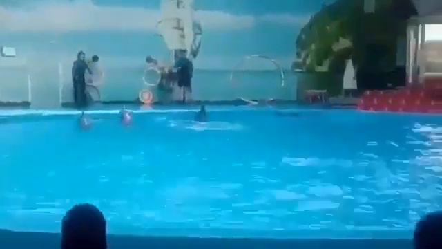 МИНСК ДЕЛЬФИНАРИЙ смотреть онлайн