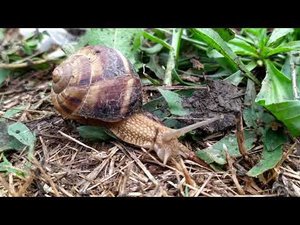 Краснодар-Абинск # В мире насекомых - Улитка