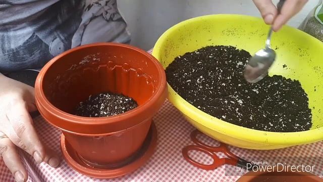 Мирт. Пересадка, уход, обрезка смотреть онлайн