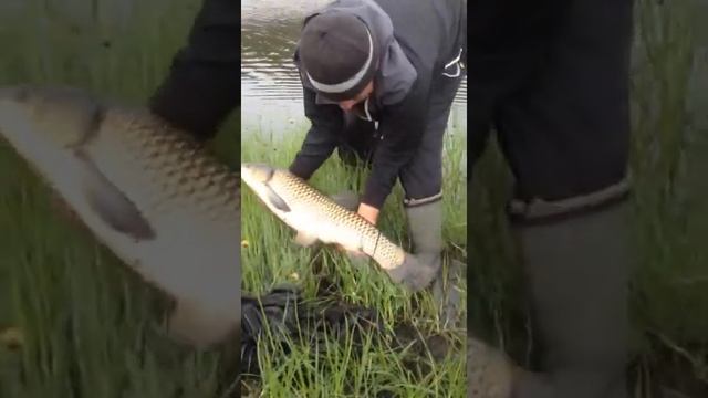 Рыбалка 2 июня 2021 года на Зеленёвском пруду Аннинского района