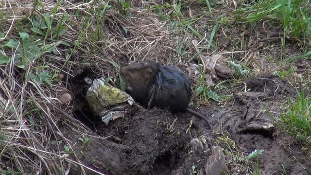 Водяная полёвка(Water vole) смотреть онлайн