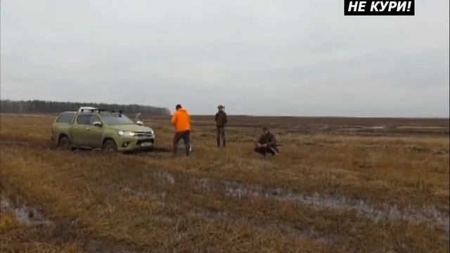 Охота на куропаток с легавыми. Охота на куропаток в Белоруссии - 2021г