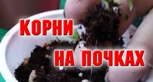 Корни на почках