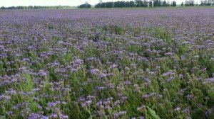 Фацелия — это однолетний медонос, который дает от 300 до 600 кг меда за сезон