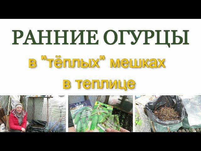 ОГУРЦЫ в ТЁПЛЫХ мешках!!! / РАННИЕ ОГУРЦЫ / Cucumbers In Warm Bags