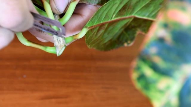 Укоренение КРОТОНА (черенковым способом) №1