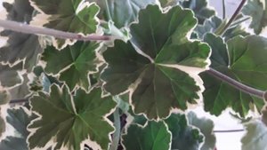 Пеларгония с драгоценным названием - Платинум