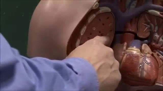 Chest anatomy heart and lungs