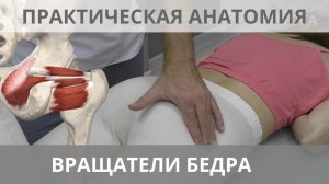 РОТАТОРЫ БЕДРА: Квадратная, Близнецовые, Запирательные мышцы. Практическая анатомия массажистам.