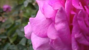 Обзор розы сорта Шартрез де Парм на полном степном солнце и ветре в зоне 6А по USDA. Первая часть