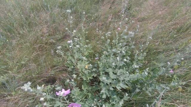 Кусты Мальвы (лат. Malva) нектарник редкий! смотреть онлайн