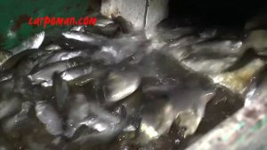 Зарыбление р.Южный буг