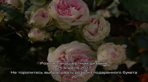 Очаровательные французские розы