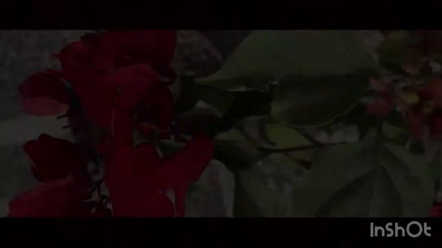 Red Bougainvillea смотреть онлайн