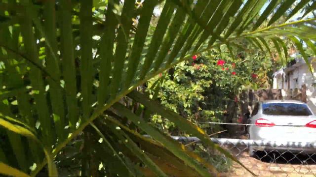 Good bushes plants palms for privacy hedge смотреть онлайн