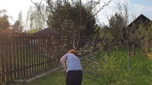 обрезка яблони